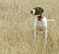 Gus - DC Field Staff